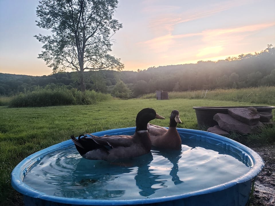 The ducks cool off in the pool.